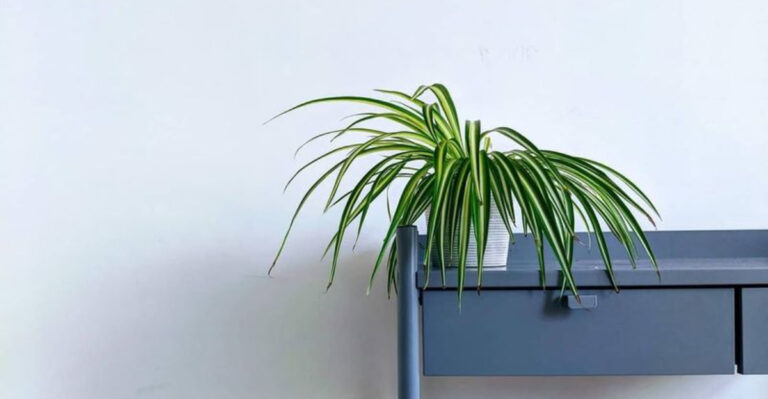 Spider plant (featured image)