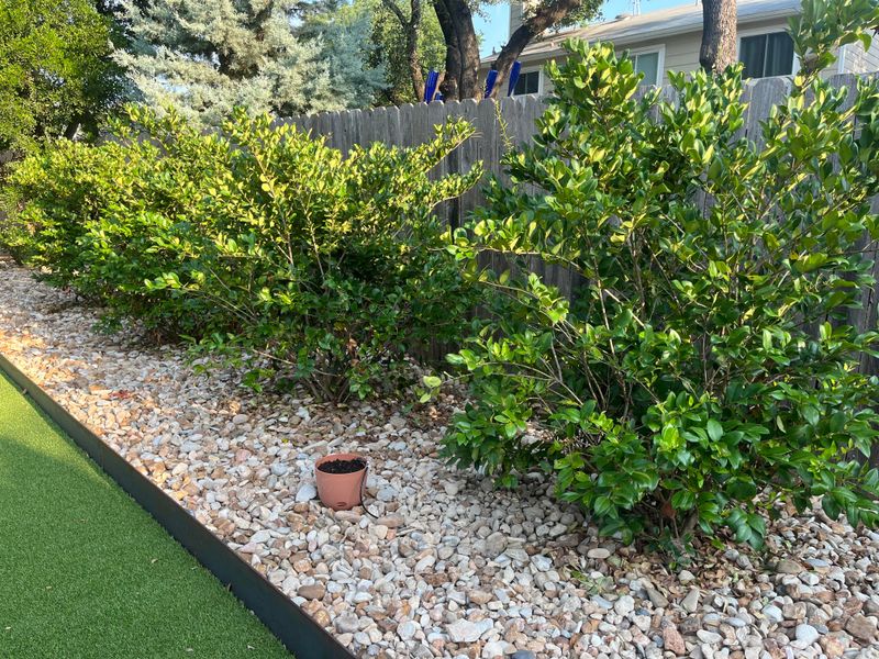 Forgetting To Water Before The Ground Freezes