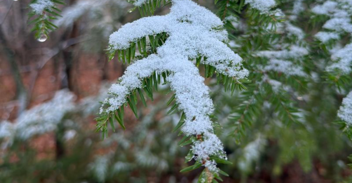 snow on evergreen tree