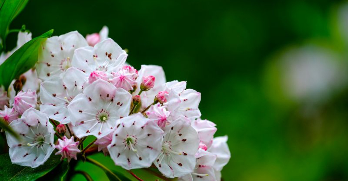 mountain laurel