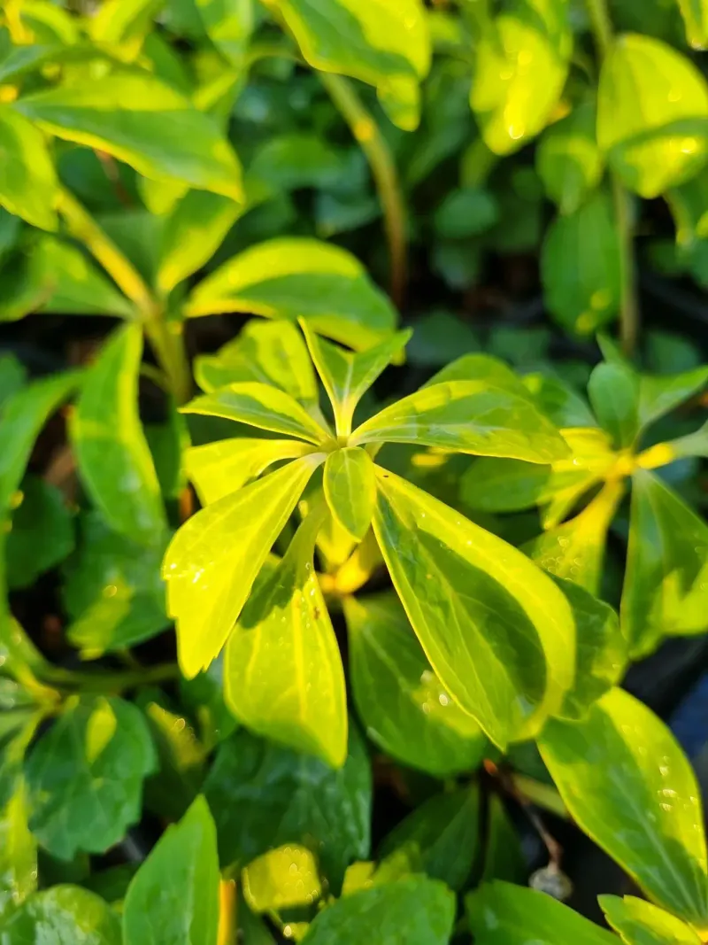 Japanese Pachysandra Transforms Bare Ground Into Lush Carpets