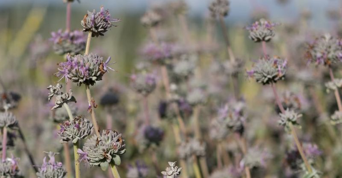 11 Garden Plants California Has Banned Or Is Moving To Restrict