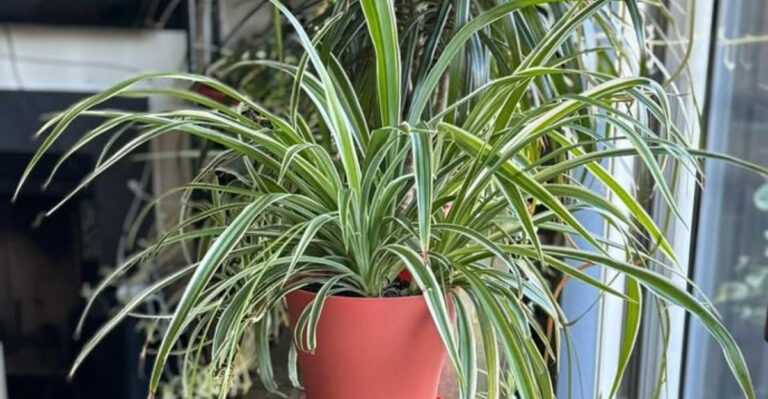 spider plant