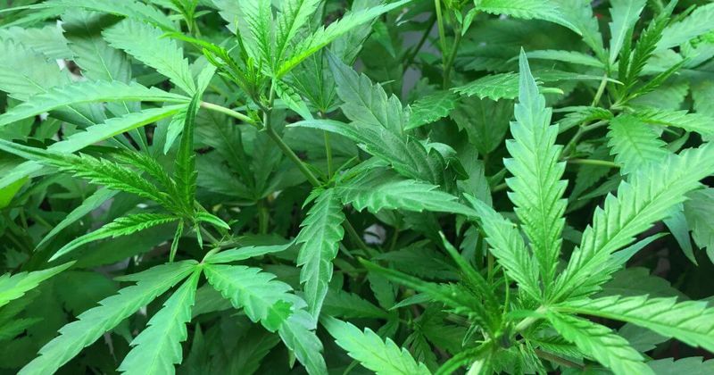 Cannabis (Marijuana) &mdash; Cannabis Sativa (Non-Hemp Varieties)