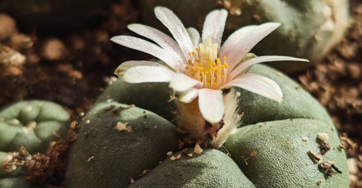 11 Illegal Backyard Crops That Might Already Be Growing In Kentucky Yards