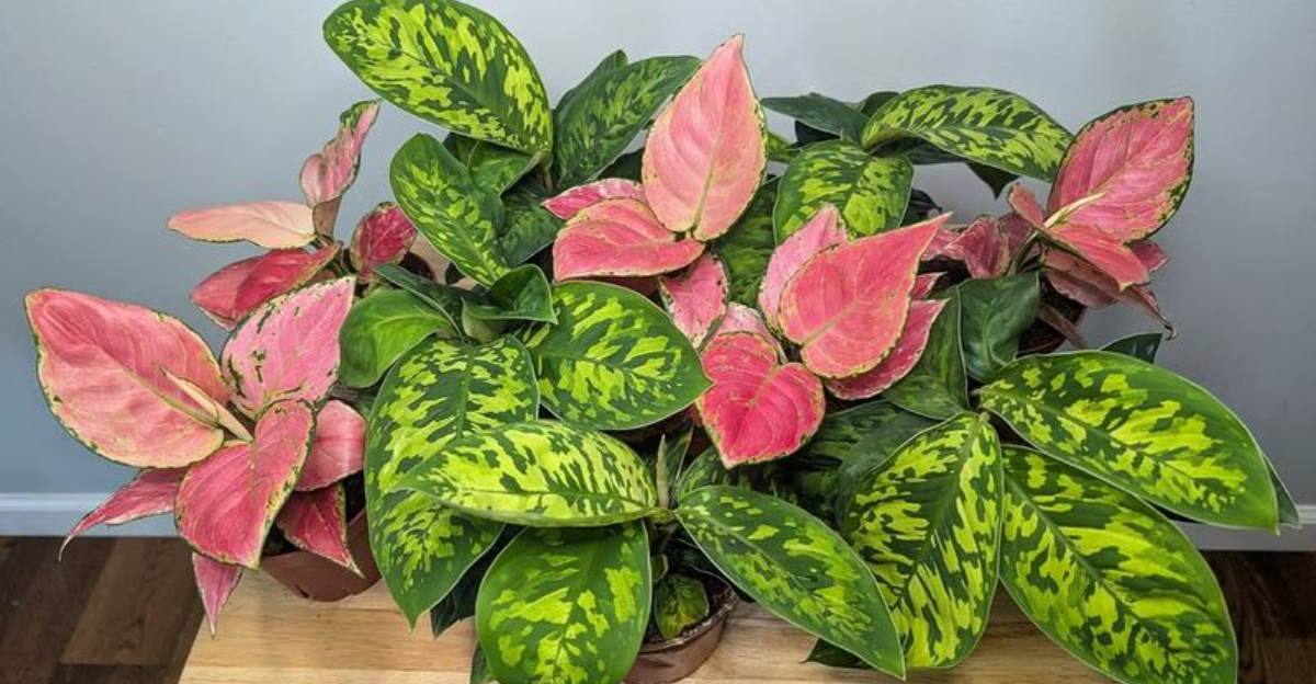 Houseplant (featured image)