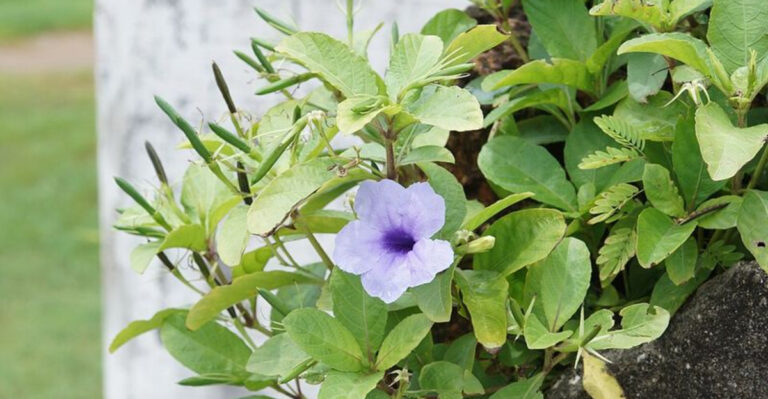 mexican petunia