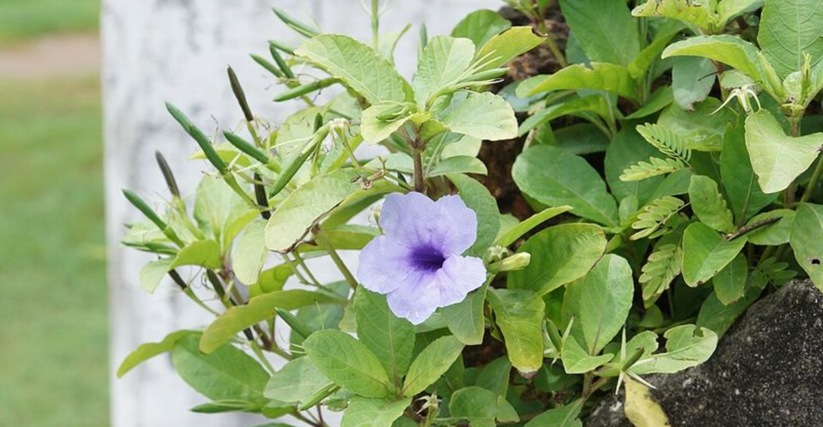 mexican petunia