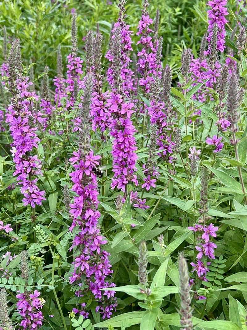 Purple Loosestrife