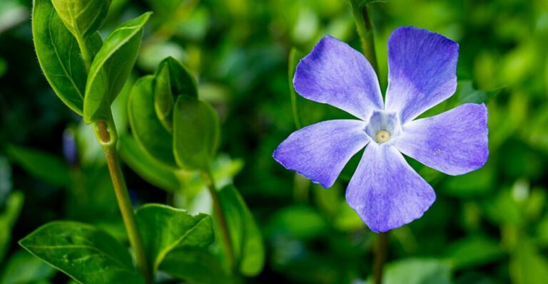 periwinkle