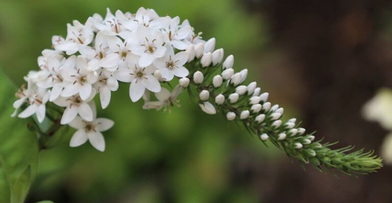 white flower perennial