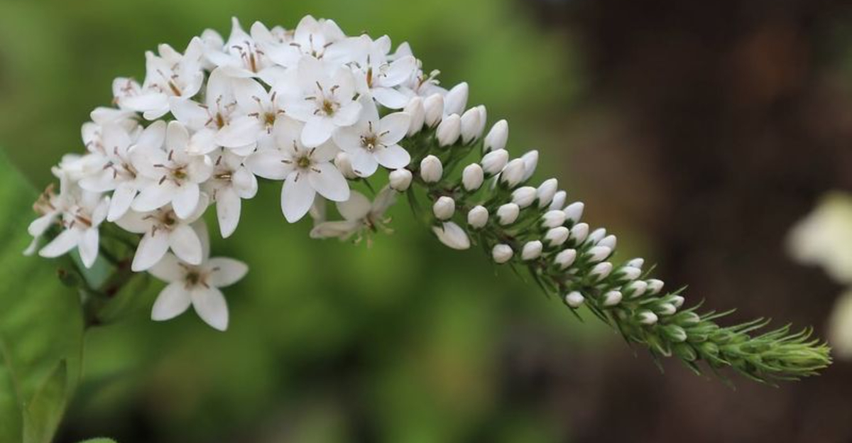 white flower perennial