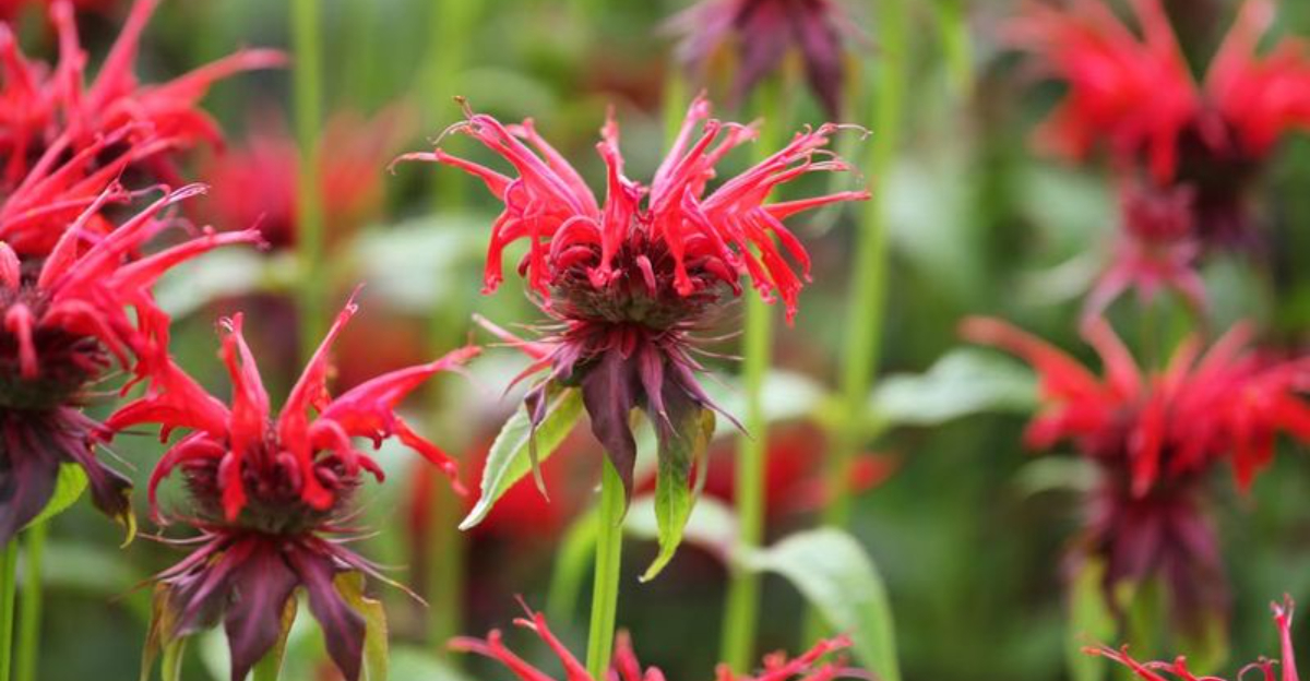 11 Perennials That Will Multiply Your Blooms With Simple Division