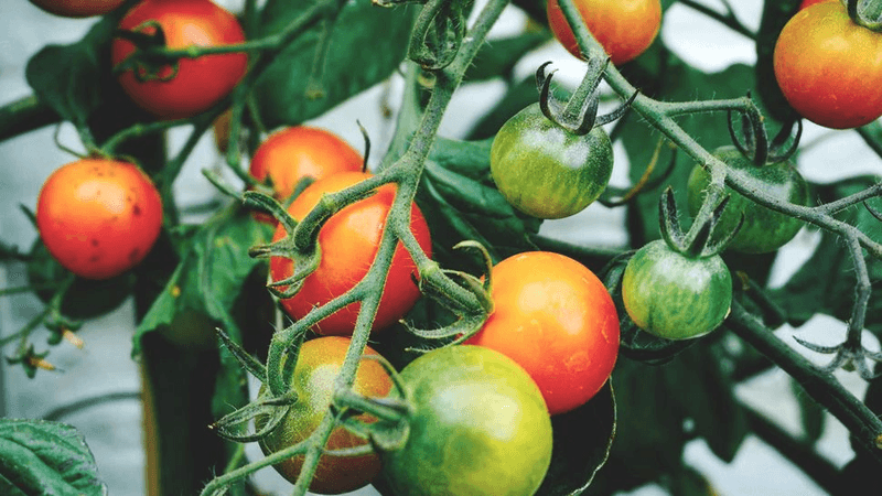 Shady Corners That Block Growth