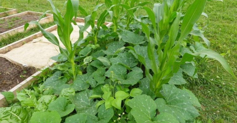 Plants (featured image)