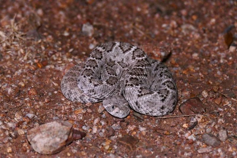 Western Diamondback Rattlesnake