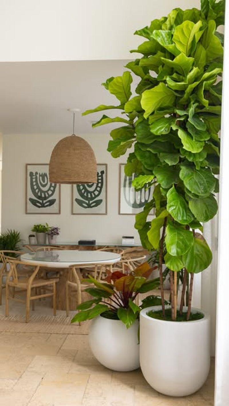 Fiddle Leaf Fig