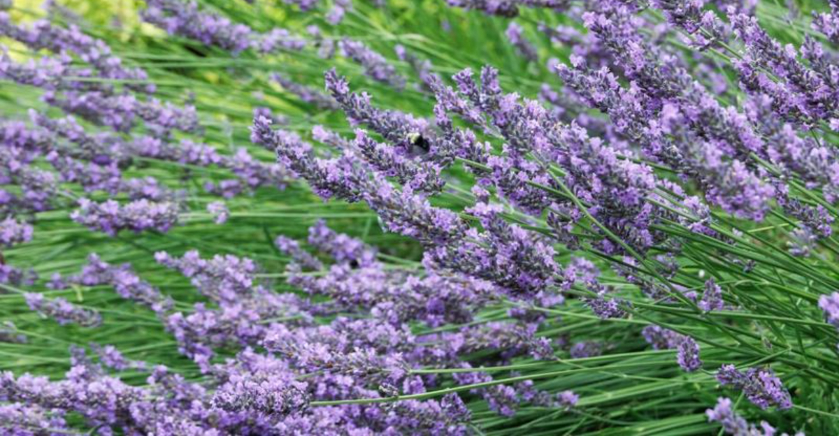 11 Reasons South Carolina Homeowners Are Choosing Lavender For Their Patio Gardens