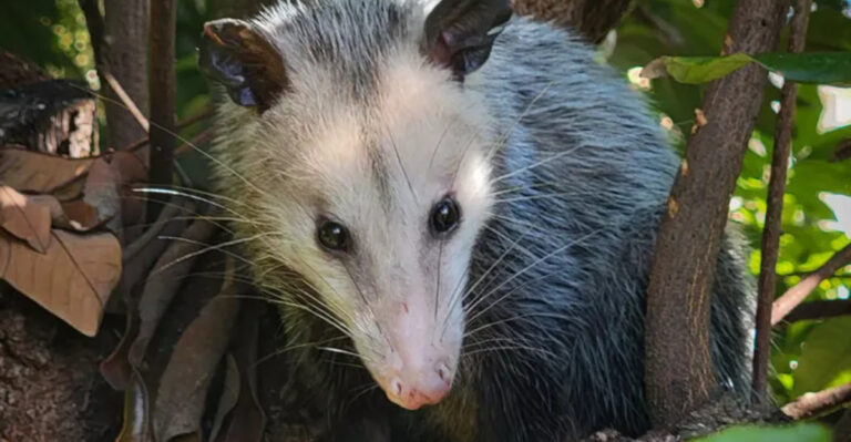 opossum in a tree