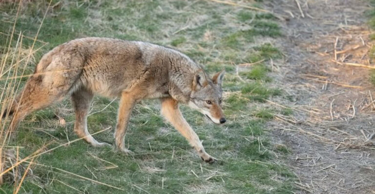 coyote lurking