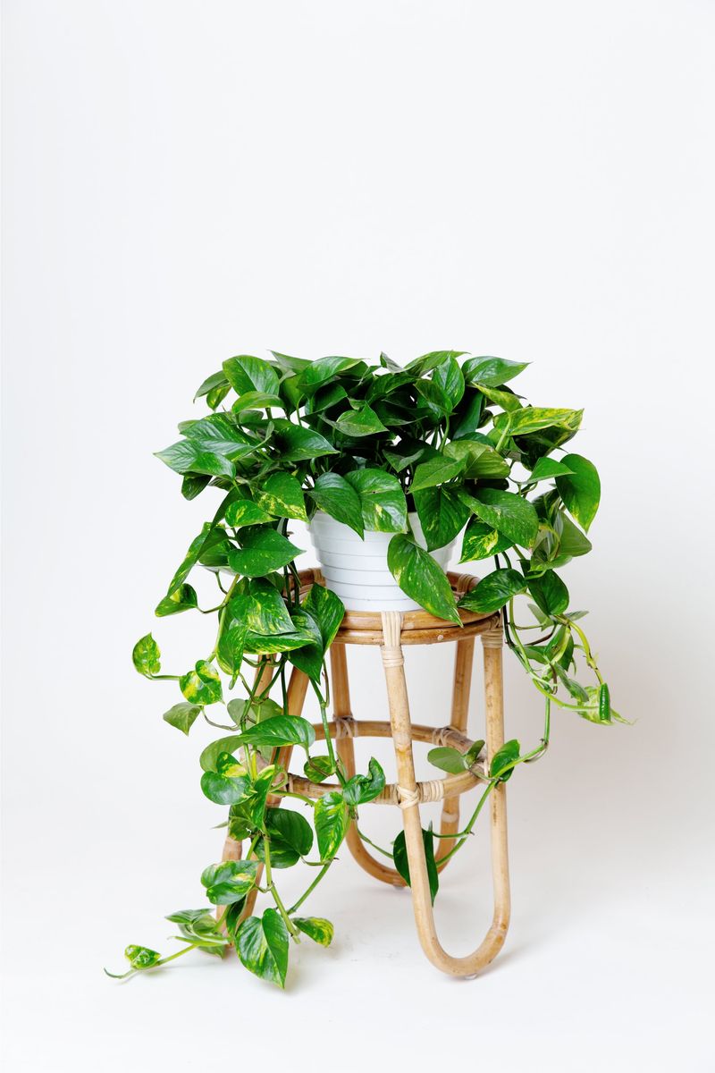 Pothos (Epipremnum Aureum)