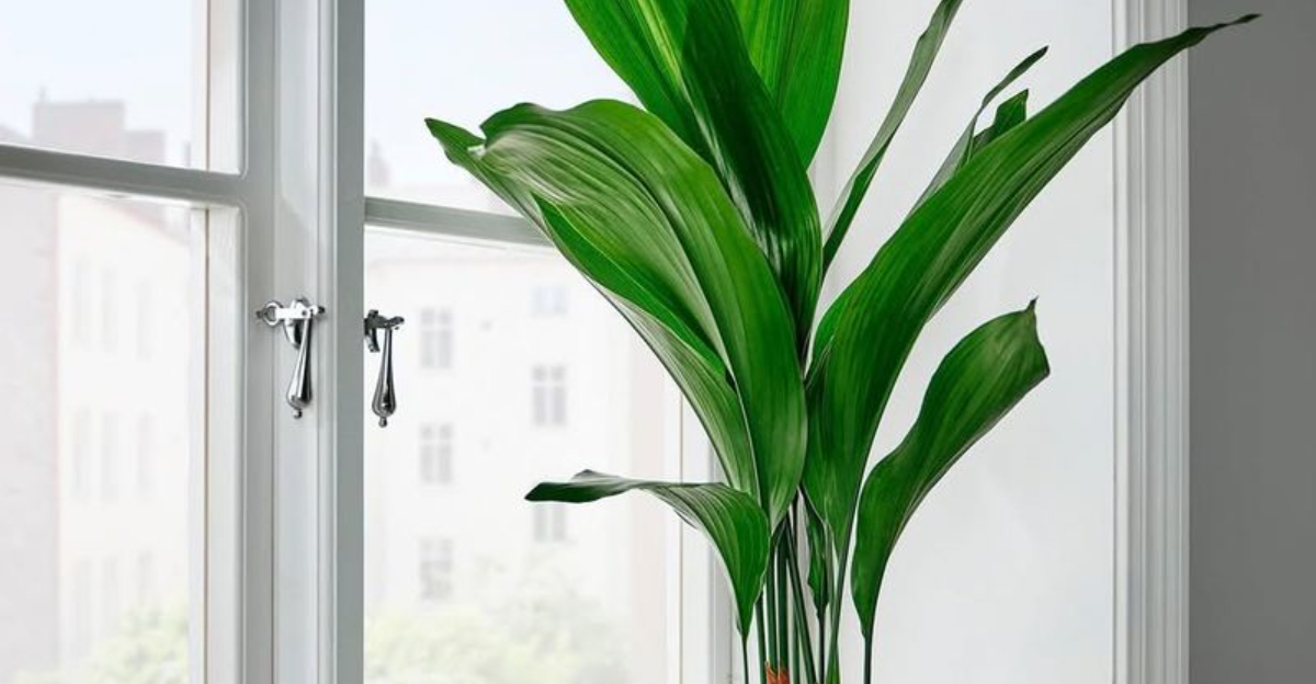 11 Shower Plants That Thrive In Michigan Bathrooms Despite Cold Winter Conditions
