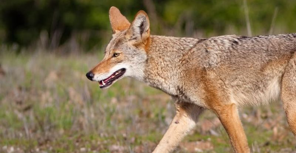 11 Smart Steps To Take If A Coyote Appears In Your New Mexico Yard And 4 You Should Avoid