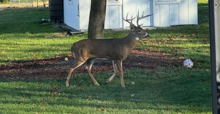 deer in yard