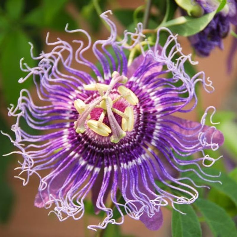 Passion Flower