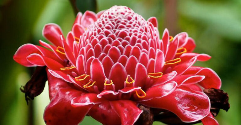 Torch Ginger