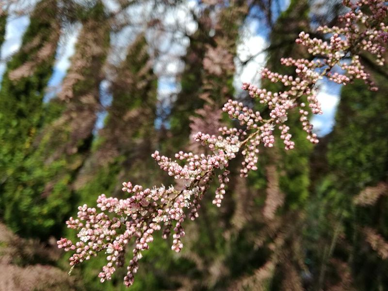Salt Cedar (Tamarisk)