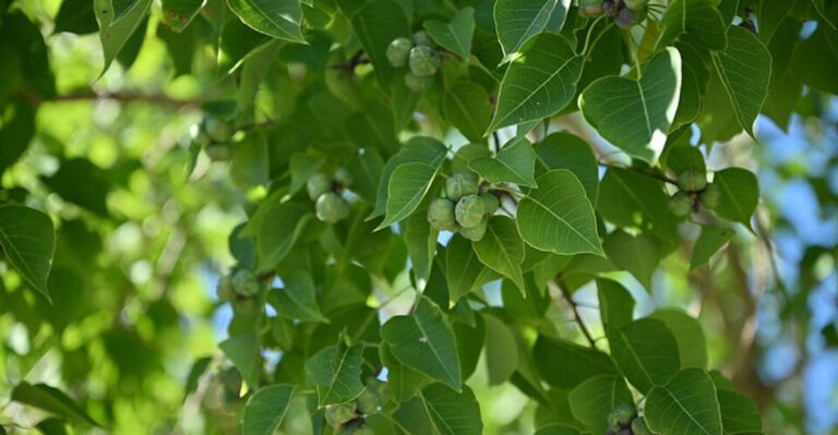 chinese tallow tree