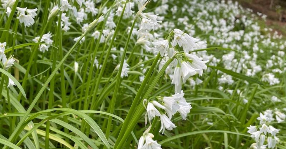 11 Wild Edible Plants North Carolina Gardeners Can Grow Safely