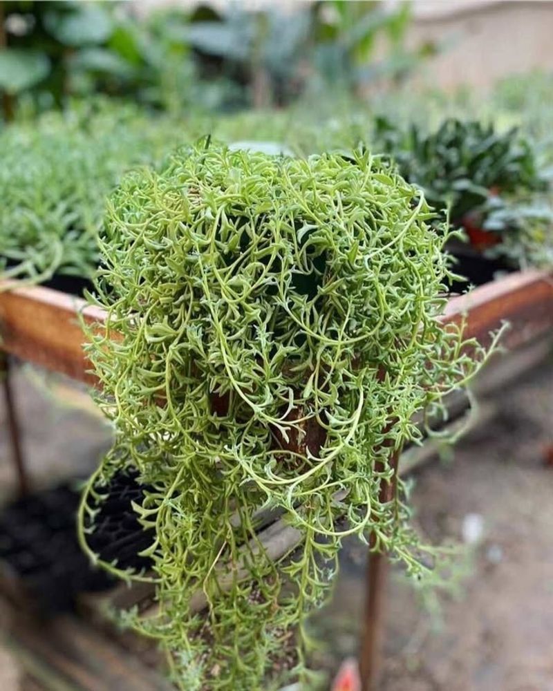 12. Pisces (February 19 - March 20): String Of Dolphins