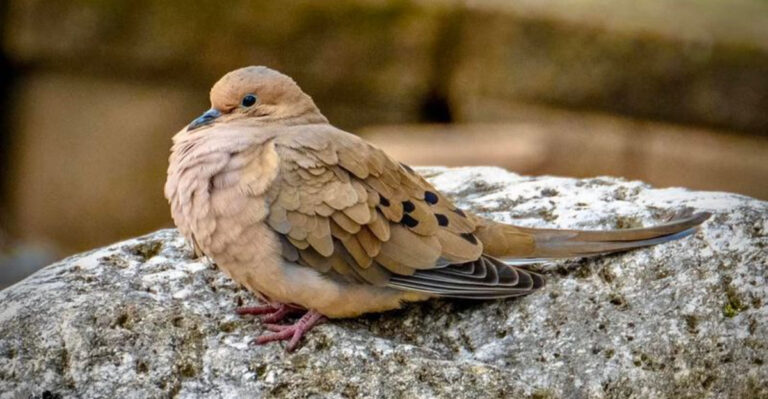 Mourning Dove