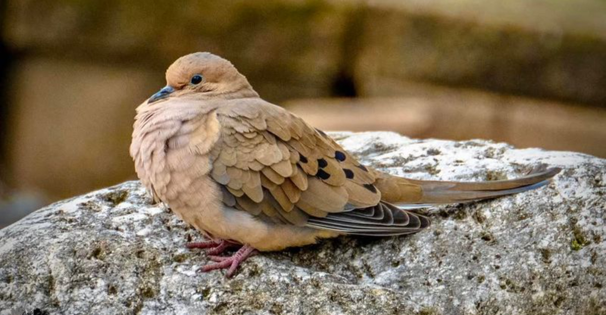 Mourning Dove