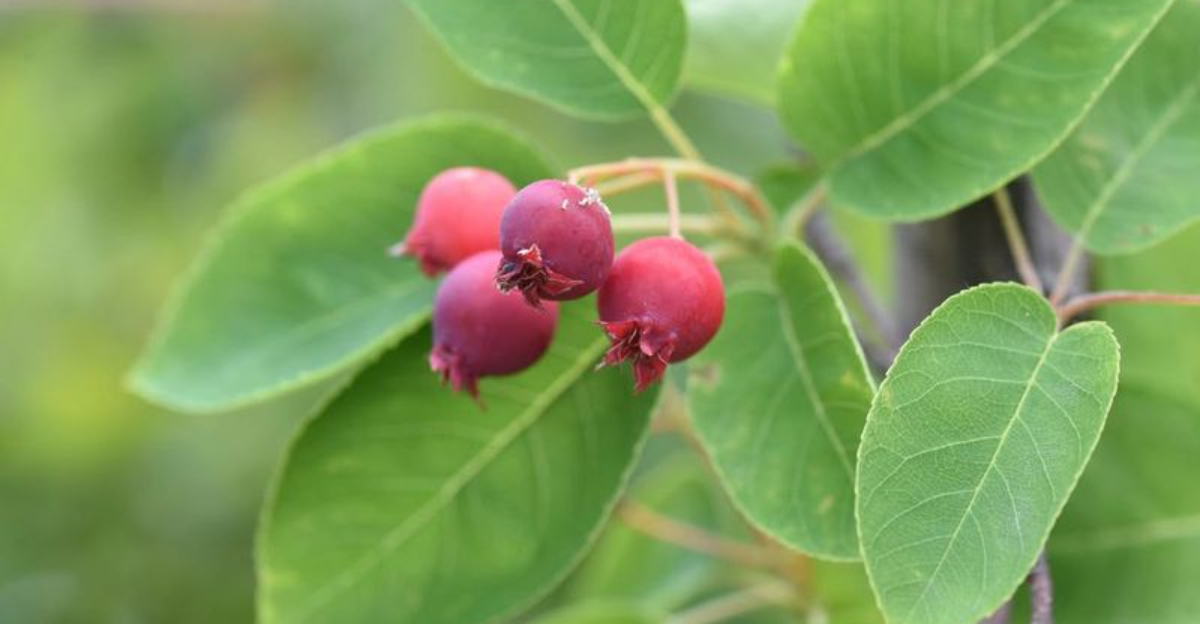 serviceberry