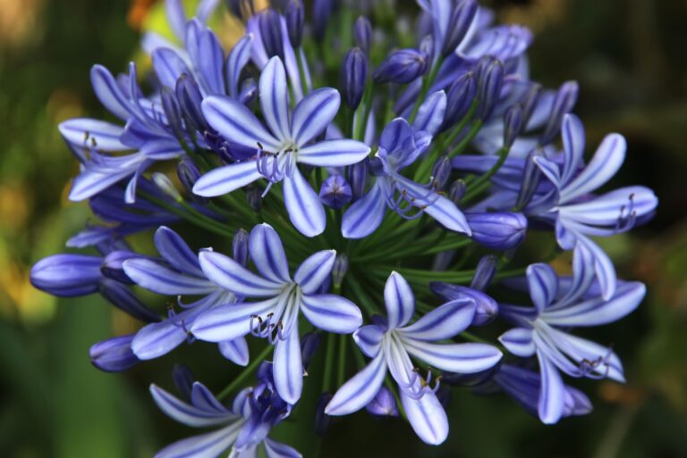 lily of the nile blue