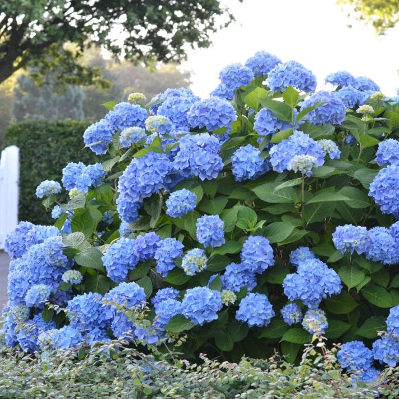 Hydrangea macrophylla