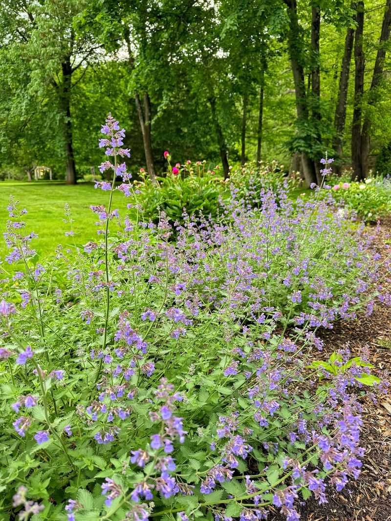 Catmint (Nepeta)