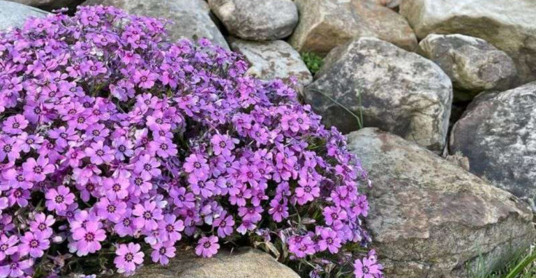 plants (featured image)