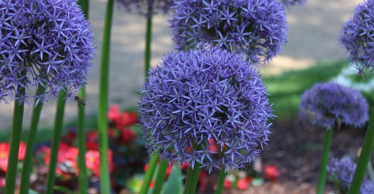 allium