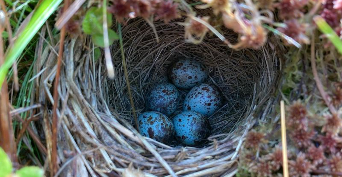 bird nest in a shrub