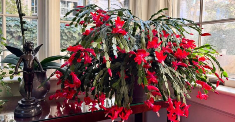 christmas cactus