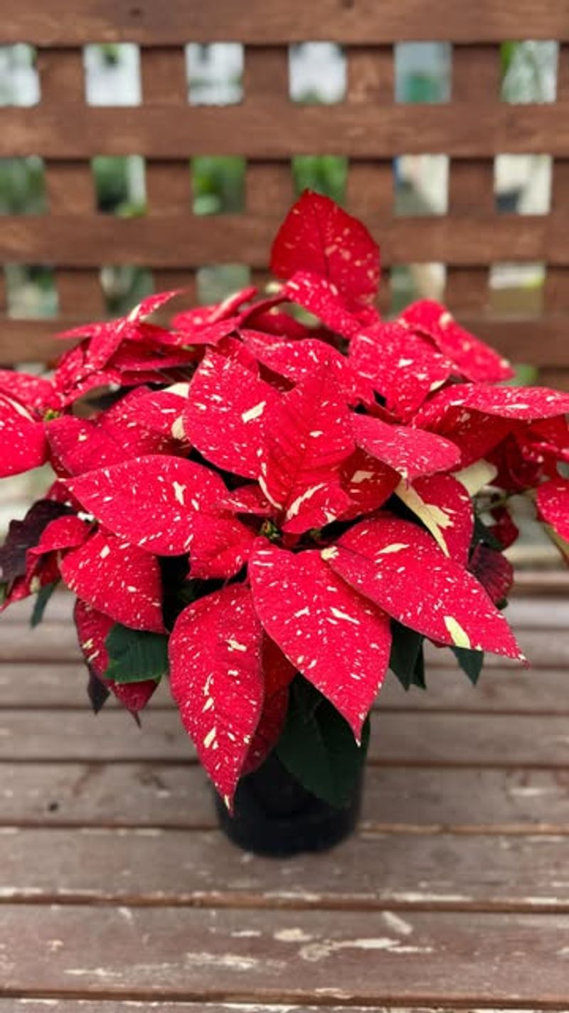 Placing Them In Direct Cold Drafts