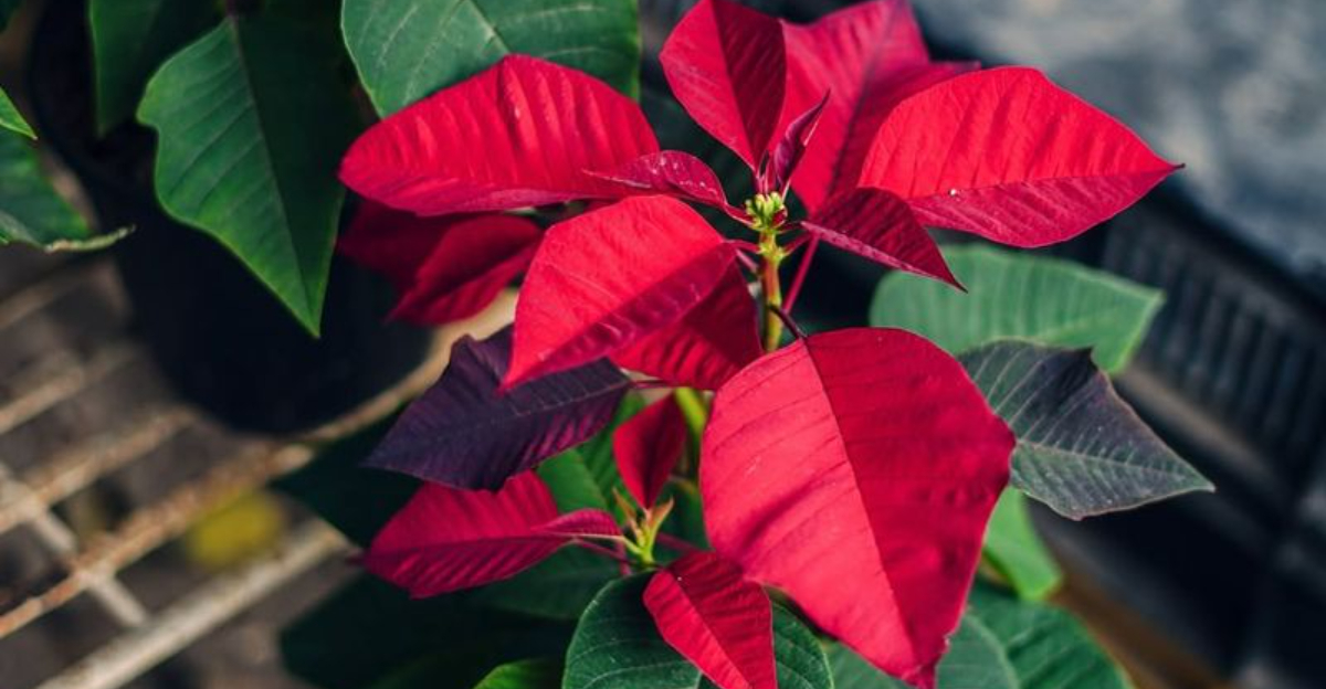 12 Common Mistakes California Homeowners Make With Holiday Poinsettias