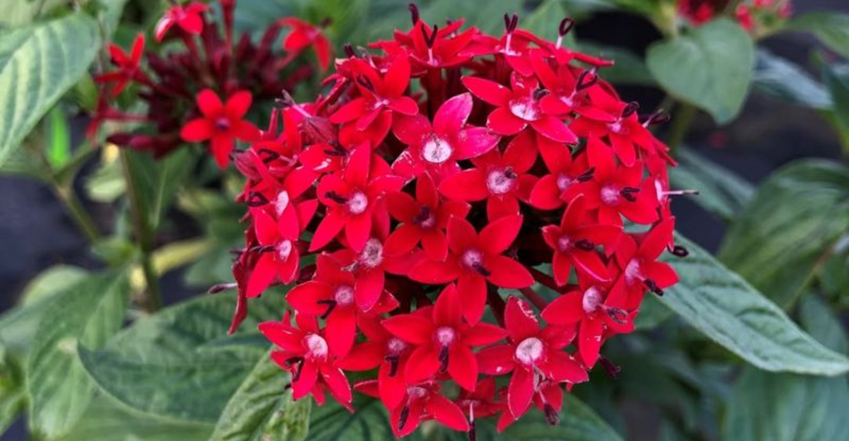 12 Container Plants That Thrive Beautifully In Florida Homes And Patios