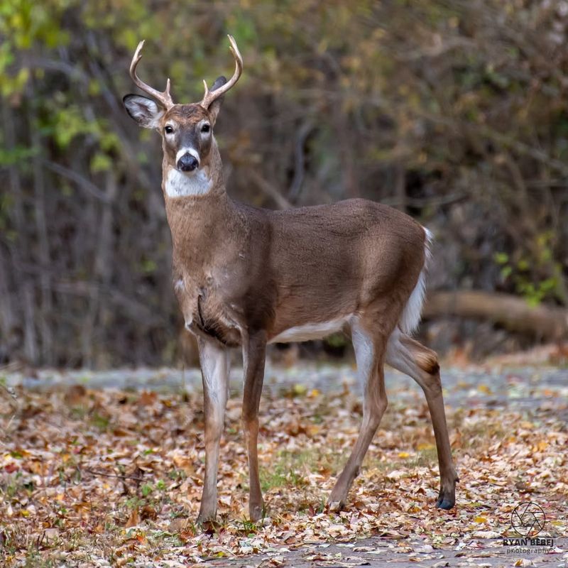 White-Tailed Deer (Odocoileus Virginianus)