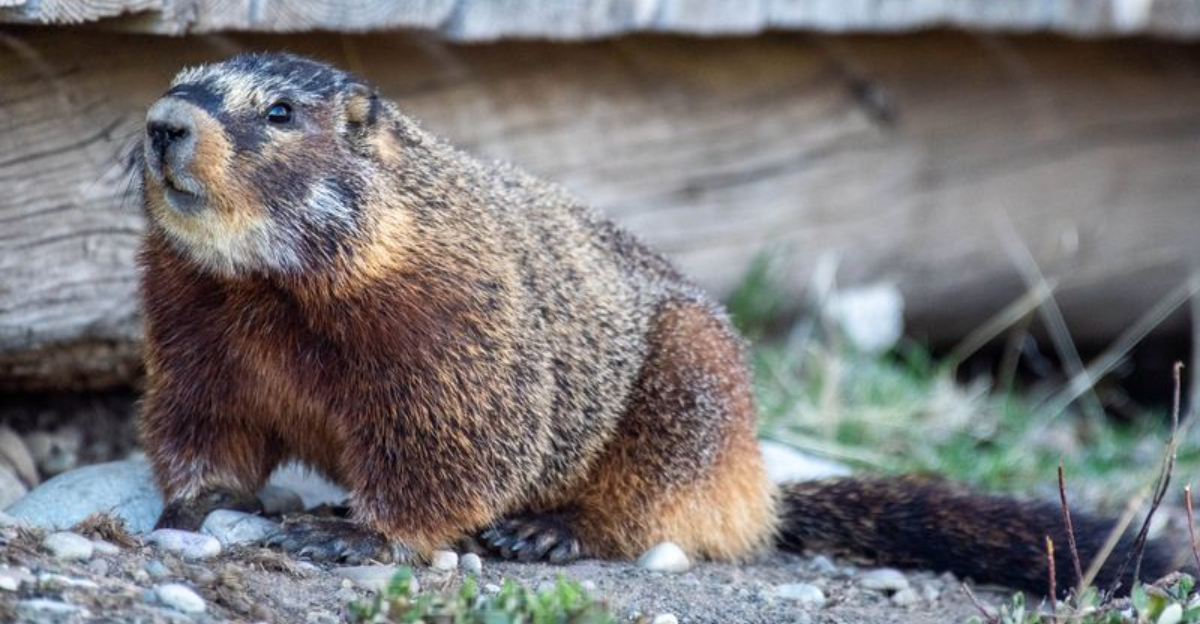 12 Creatures Ohio Homeowners Are Legally Forbidden To Relocate