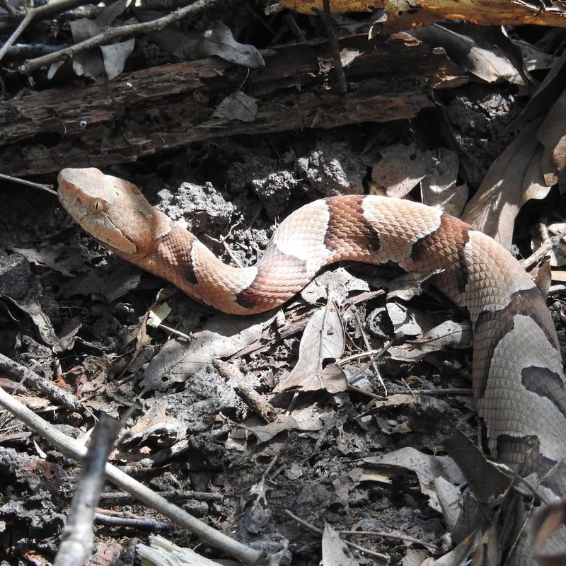 Eastern Copperhead Snake